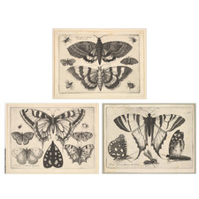 Affiche ancienne papillon -