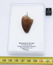 Collier pendentif dent de