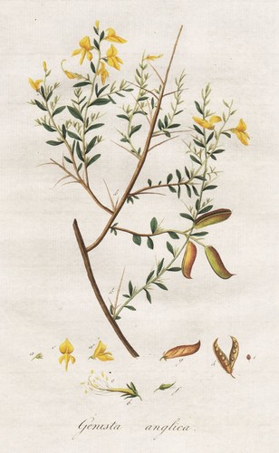 Genista anglica ginster petty - anglica,