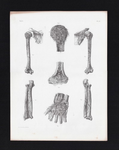 Planche anatomie bourgery - planche,