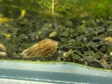 Escargot Melanoide Pour