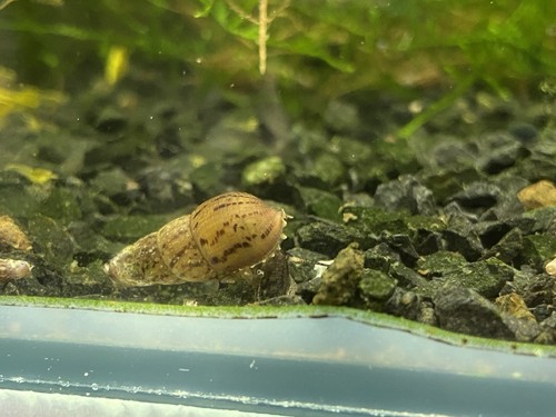 Escargot melanoide pour - melanoide,