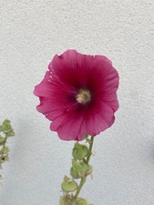 Sachet XXL de 60 graines de rose trémière rouge – Fleurs vivaces