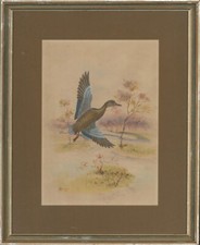 1923 Aquarelle - Canard Volant