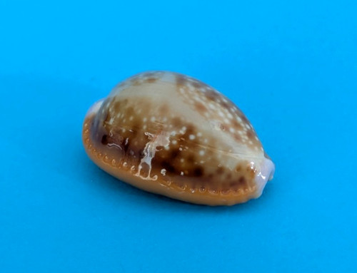 Cypraea helvola meridionalis