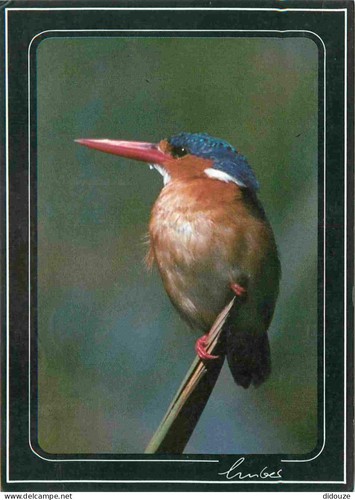 Carte postale animaux - -,