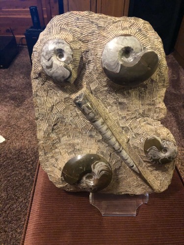 Ammonite and orthocera - and,