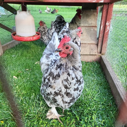 Splash marans hatching eggs - marans,