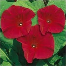 Lot De 10 Graines Ipomée Géante Rouge Scarlett O'Hara Semences Graines Seed