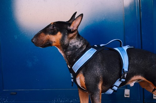Harnais pour chien