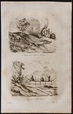 1835 - Nouvelle-Irlande 