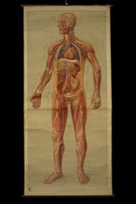 Ancienne affiche écorché ech.1/1 c.1910 / Decoration medical cabinet curiosités