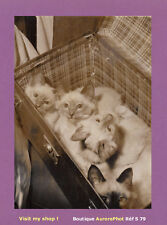 PHOTO DE PRESSE 1961 : EXPOSITION CHATS PARIS, LES CHATONS DE BIRMANIE  -S79