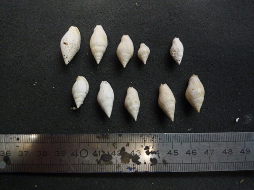 202 mitra labratula - l,