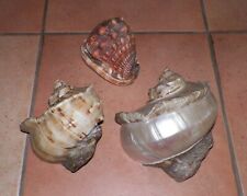 3 gros coquillages de collection