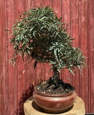 Bonsaï tropical ficus - bonsaÏ,