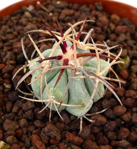 Echinocactus horizonthalonius