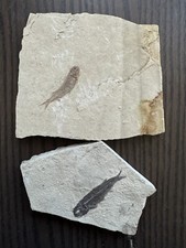 DEUX fossil de poissons -