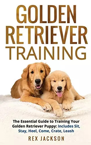 Golden retriever training the - retriever,