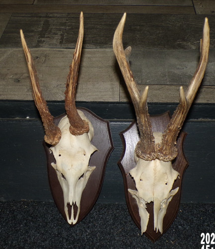 Trophees chasse massacre - trophees,