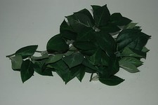 Terrarium Petit Sumatra Soie