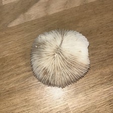 Fossile De Mer Corail Blanc à Lamelles Coussin de Requin Pour Collection Marine