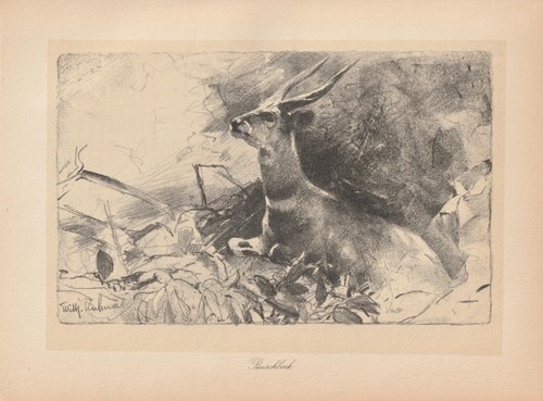 Antilope deutsch ostafrika - antilope, deutsch-ostafrika