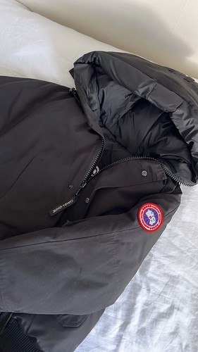 Canada goose - goose,