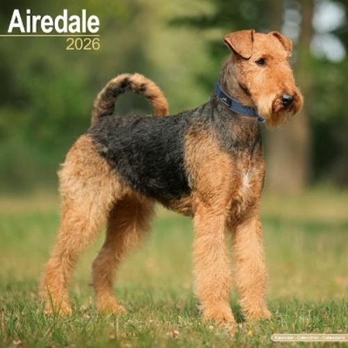 Airedale terrier kalender 2026 - airedale,