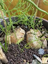 Bowiea Volubilis 10 Graines Seeds SAMEN Caudex