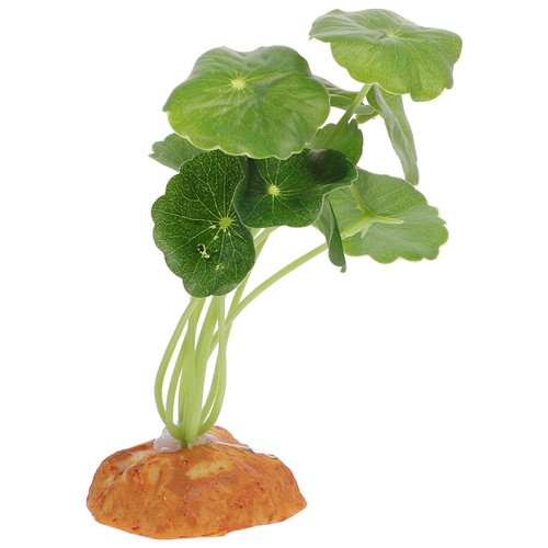 Plantes aquarium en - plantes,