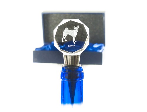 Basenji terrier congo - congo,