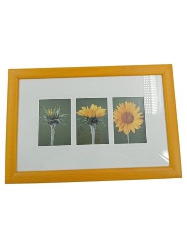 Bild image tournesol jaune - bild,