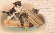 CHATS dans une caisse, carte 1900  ,  966