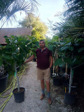 PROMO grand figuier fructifiant deja -18°C