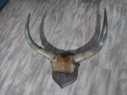 Trophée taureau ancien - , vraies