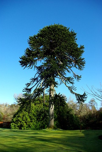 Photo 6x4 monkey puzzle - 6x4,