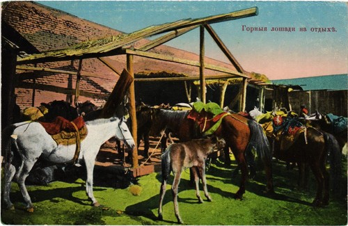 Russia mountain horses at - russia,