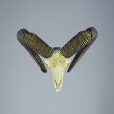 824MU Trophée de chasse de