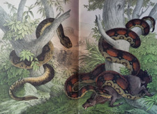 Rattlesnake, boa constrictor ....lithograph...1886