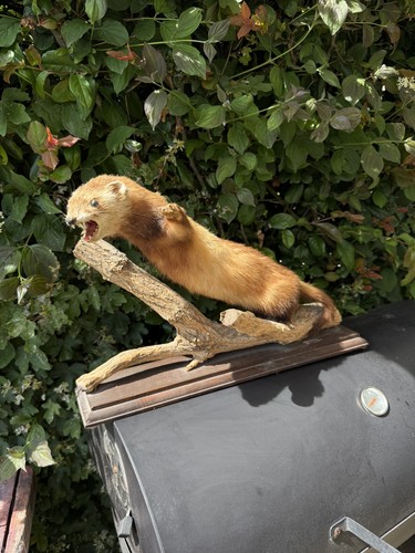 Taxidermie marthe fouine furet - marthe,