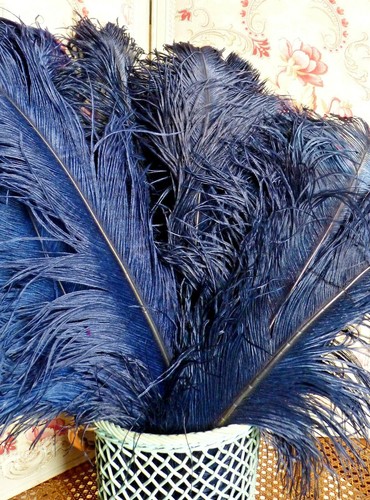 Lot anciennes grandes plumes - 8,