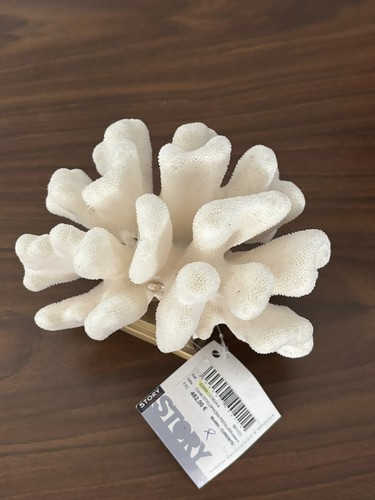 Corail blanc stylophora - corail,