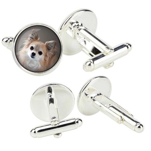 Chihuahua poil long - poil,