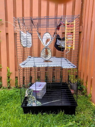Sugar glider rate weasel - sugar, glider/rate/weasel