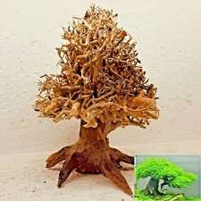 racine araignée Christmas