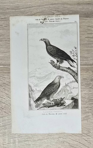 Ancienne lithographie oiseau
