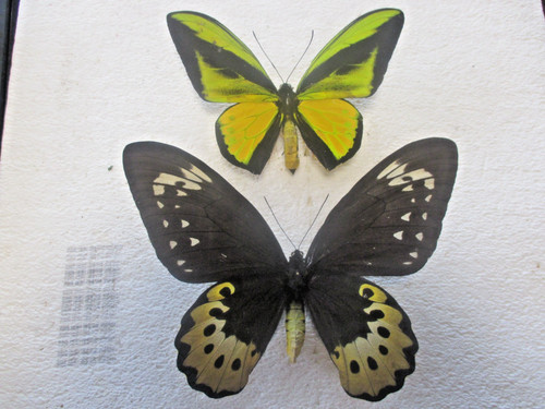 Entomologie papilionidae - entomologie,