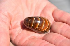 Cymatoceras  sakalavus albien