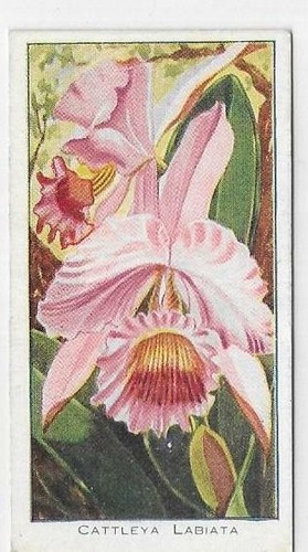 Single card orchids saronicks - orchids,